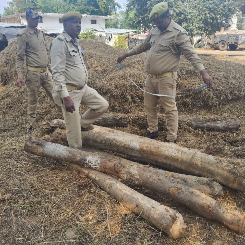ललितपुर में वन दरोगा निलंबित:अवैध सागौन कटाई मामले में दोषी पाए गए, 4 नवंबर को हुई थी कार्रवाई