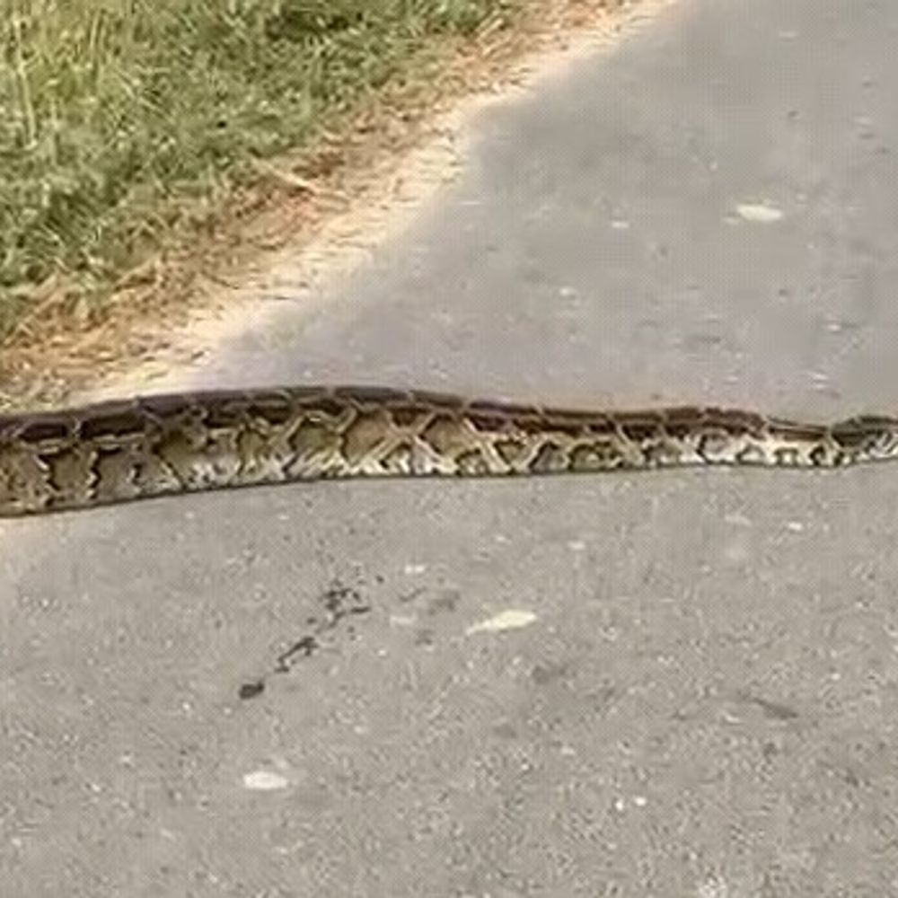 ग्रेटर नोएडा में सड़क किनारे दिखा 10 फीट लंबा अजगर:राहगीरों ने पकड़कर वन विभाग को सौंपा