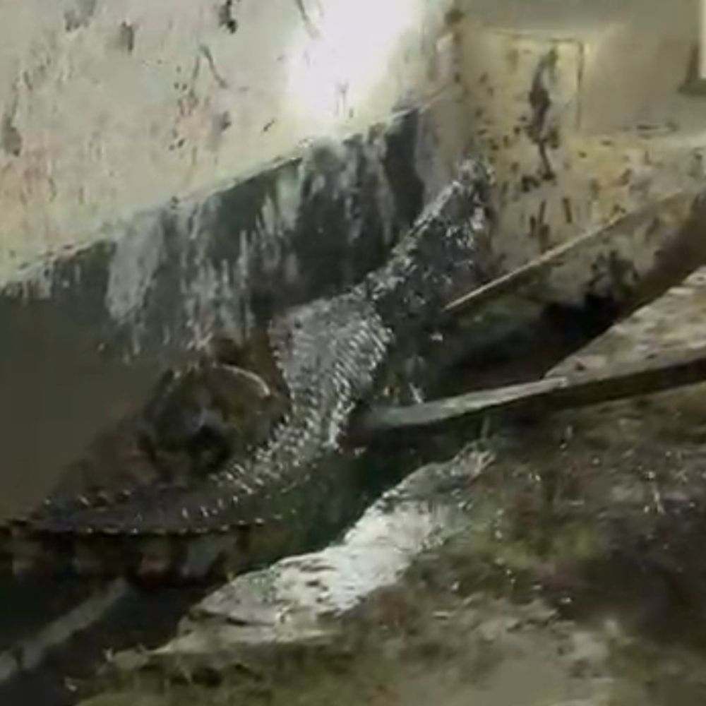 लखीमपुर-खीरी में नाली में निकला मगरमच्छ:वन विभाग की टीम ने कड़ी मशक्कत के बाद किया रेस्क्यू, सरयू नदी में छोड़ा