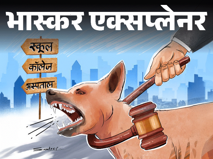 स्कूलों, अस्पतालों, सड़कों से कब तक हट जाएंगे आवारा कुत्ते:लापरवाही पर कौन नपेगा; सुप्रीम कोर्ट के फैसले से जुड़े 5 सवालों के जवाब