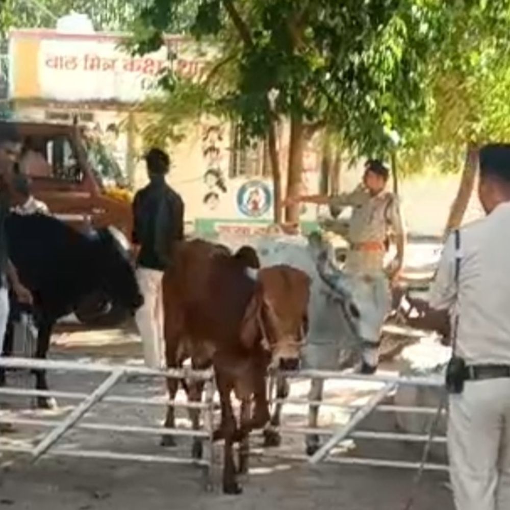 बुरहानपुर में 20 गोवंश जब्त, एक आरोपी गिरफ्तार:पैदल ही रस्सी से खींचकर ले जा रहे थे; चार फरार