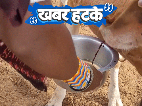 खबर हटके-गाय का खून दूध में डालकर पी रहे लोग:समुद्र के अंदर इंसानों को बसाने की तैयारी, घर बनकर तैयार; देखिए 5 रोचक खबरें