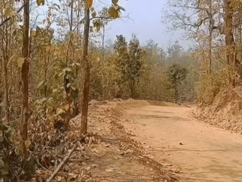 सारंडा जंगल में आईईडी ब्लास्ट, सीआरपीएफ का डॉग शहीद:  एक जवान घायल, जंगल के इलाके में सर्च ऑपरेशन के दौरान हुआ धमाका – Chaibasa (West Singhbhum) News