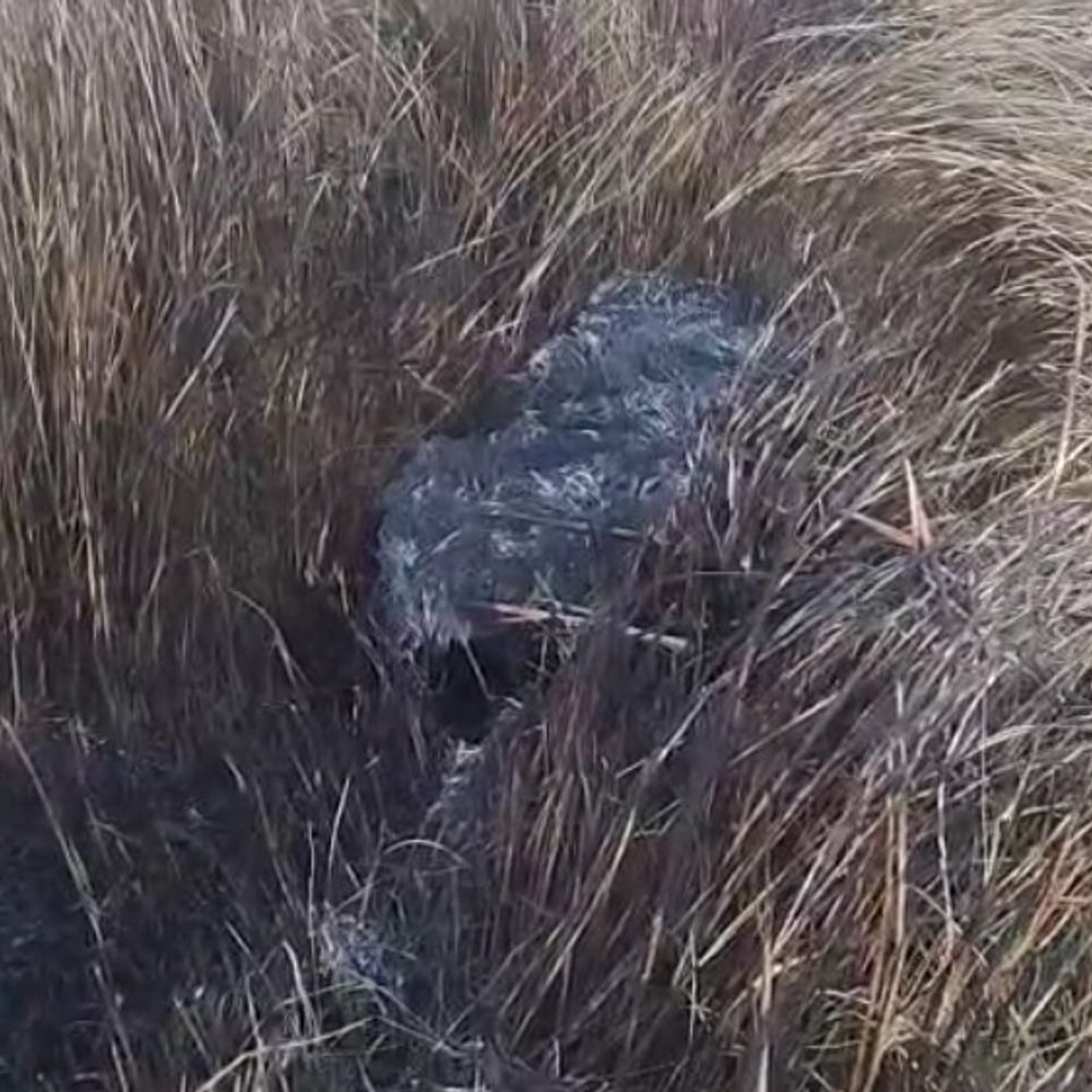 कौशांबी में सरपत जलाने से किसान की खड़ी फसल जली:डेढ़ बीघा धान की फसल राख, 45 हजार का नुकसान