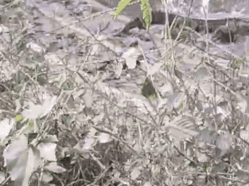 कुरुक्षेत्र के रुआं में मगरमच्छ की दहश्त:  बच्चे-महिलाओं की तालाब के पास जाने पर रोक, युवाओं की टीम रख रही नजर – Kurukshetra News