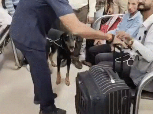 दिल्ली ब्लास्ट के बाद गुजरात में हाई अलर्ट:अहमदाबाद, वडोदरा, सूरत और राजकोट समेत कई शहरों में सर्च ऑपरेशन