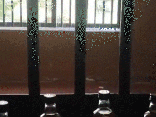 बेंगलुरु जेल में नाच-गाना और दारू पार्टी कर रहे कैदी:अंदर का दूसरा वीडियो सामने आया; पहले में ISIS आतंकी जुहैब फोन चला रहा था