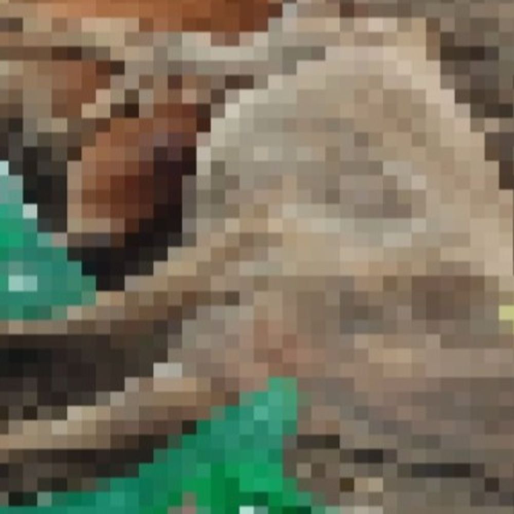 आजमगढ़ में नगर पंचायत के EO पर मुकदमा:गौसेवा आयोग उपाध्यक्ष के दौरे पर बीमार गोवंश को छिपाया, मृत गोवंशों को नोच रहे थे कौवे और कुत्ते