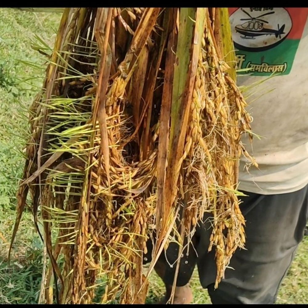 चौथम में हजारों एकड़ धान की फसल बर्बाद:चक्रवाती तूफान से खेतों में अंकुरित हुई फसल, किसान परेशान
