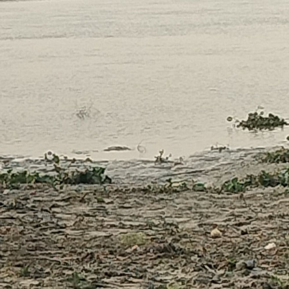 खगड़िया में मक्का के गढ़ में होगी मखाना की खेती:किसानों को 75% तक अनुदान, 100 हेक्टेयर पर उत्पादन का लक्ष्य