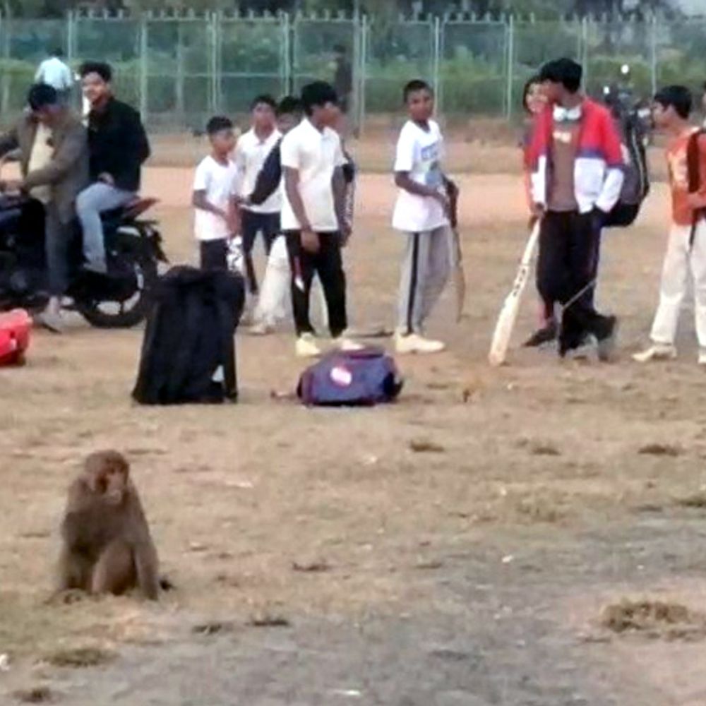 धनबाद में बंदर का आतंक, 2 दर्जन से अधिक घायल:  रणधीर वर्मा स्टेडियम के आसपास है सक्रिय, वन विभाग की टीम कर रही पकड़ने का प्रयास – Dhanbad News