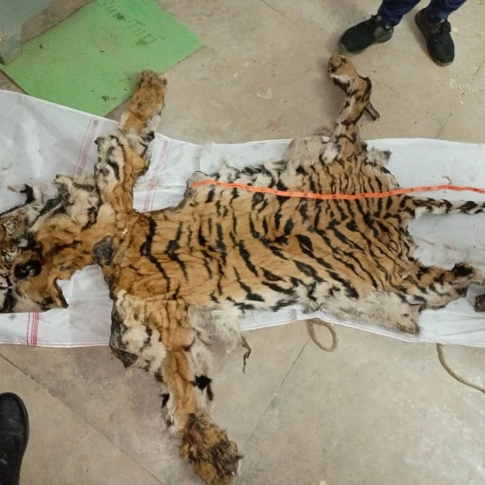 टाइगर का शिकार, 9 शिकारियों को 4-4 साल की जेल:'नोटों की बारिश' कराने के लिए की थी हत्या; 25-25 हजार का जुर्माना