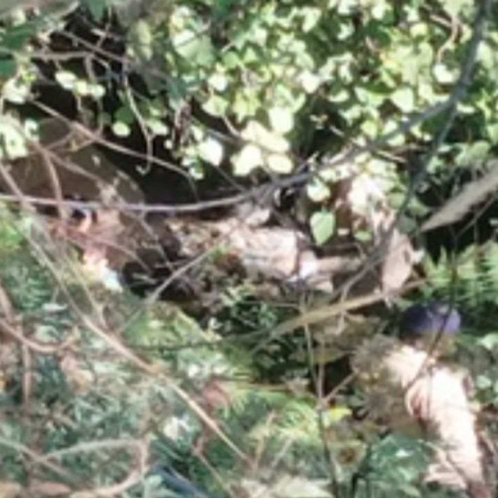 शिमला में जंगल में मिला 22 वर्षीय युवक का शव:  अभी तक पहचान नहीं, पुलिस ने पोस्टमार्टम के लिए IGMC भेजा, जांच जारी – Shimla News