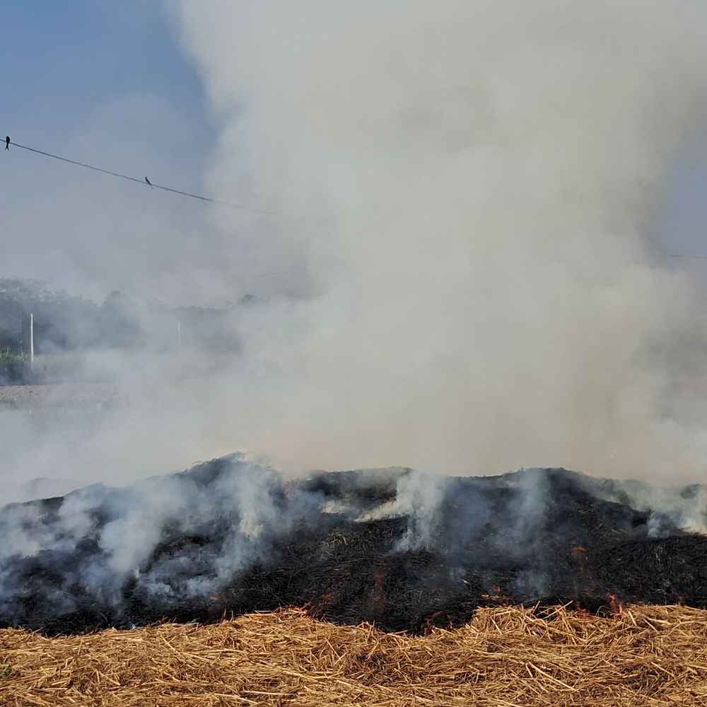शिवहर में किसान जला रहे पराली:  वायु प्रदूषण और मिट्टी की उर्वरता पर बुरा असर – Sheohar News