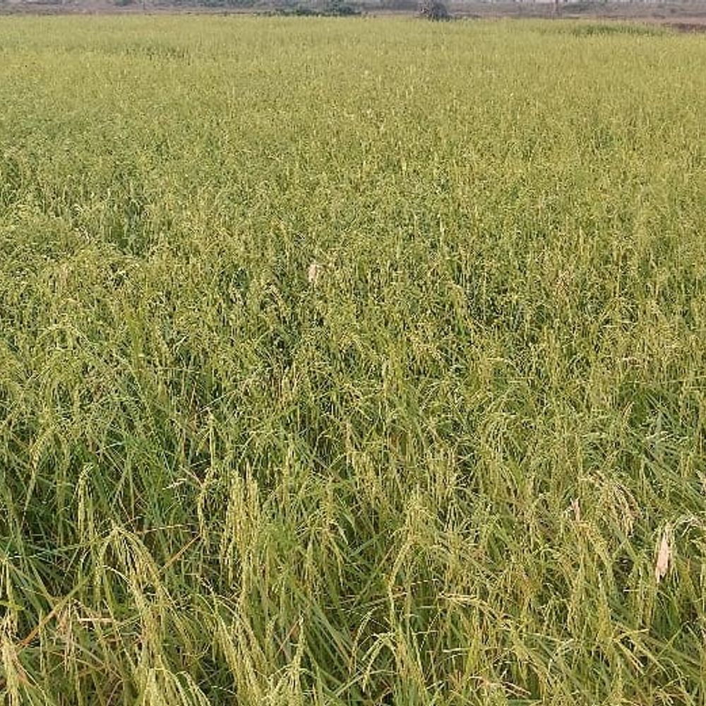 जगदीशपुर के किसानों का आरोप:दूरदराज के खेतों का निरीक्षण नहीं कर रहे कृषि अधिकारी, प्रोत्साहन राशि से वंचित होने की आशंका