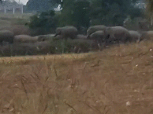 झारखंड से 20 हाथियों का झुंड आया बिहार:वन विभाग अलर्ट, DFO बोले- सुरक्षित गिरिडीह जंगल पहुंचाना हमारी प्राथमिकता