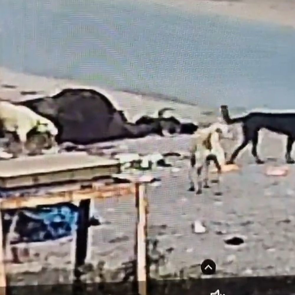 मैनपुरी में मृत गोवंश को नोच रहे कुत्ते:बेवर का वीडियो सामने आया, प्रशासन पर सवाल