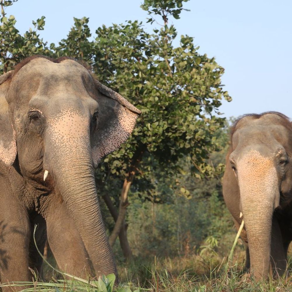 हथिनी मिया के बचाव को दस साल पूरे:सर्कस से मुक्त होकर मथुरा केंद्र में जी रही नया जीवन