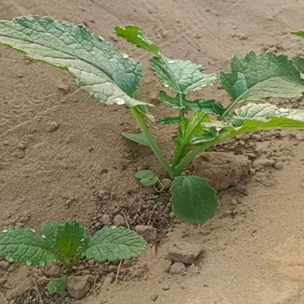 हरियाणा में रातें हो रही ठंडी:  6 डिग्री तक पहुंचेगा न्यूनतम तापमान, आज रात्रि से बदलेगा मौसम, चलेंगी शत हवाएं – Bhiwani News