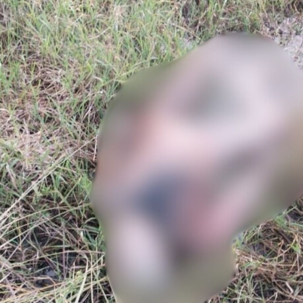 गोरखपुर में अज्ञात युवती का सड़ा-गला शव मिला:लुहसी मे ताल किनारे झाड़ी में ग्रामीणों ने देखा, पोस्टमार्टम के लिए भेजा गया