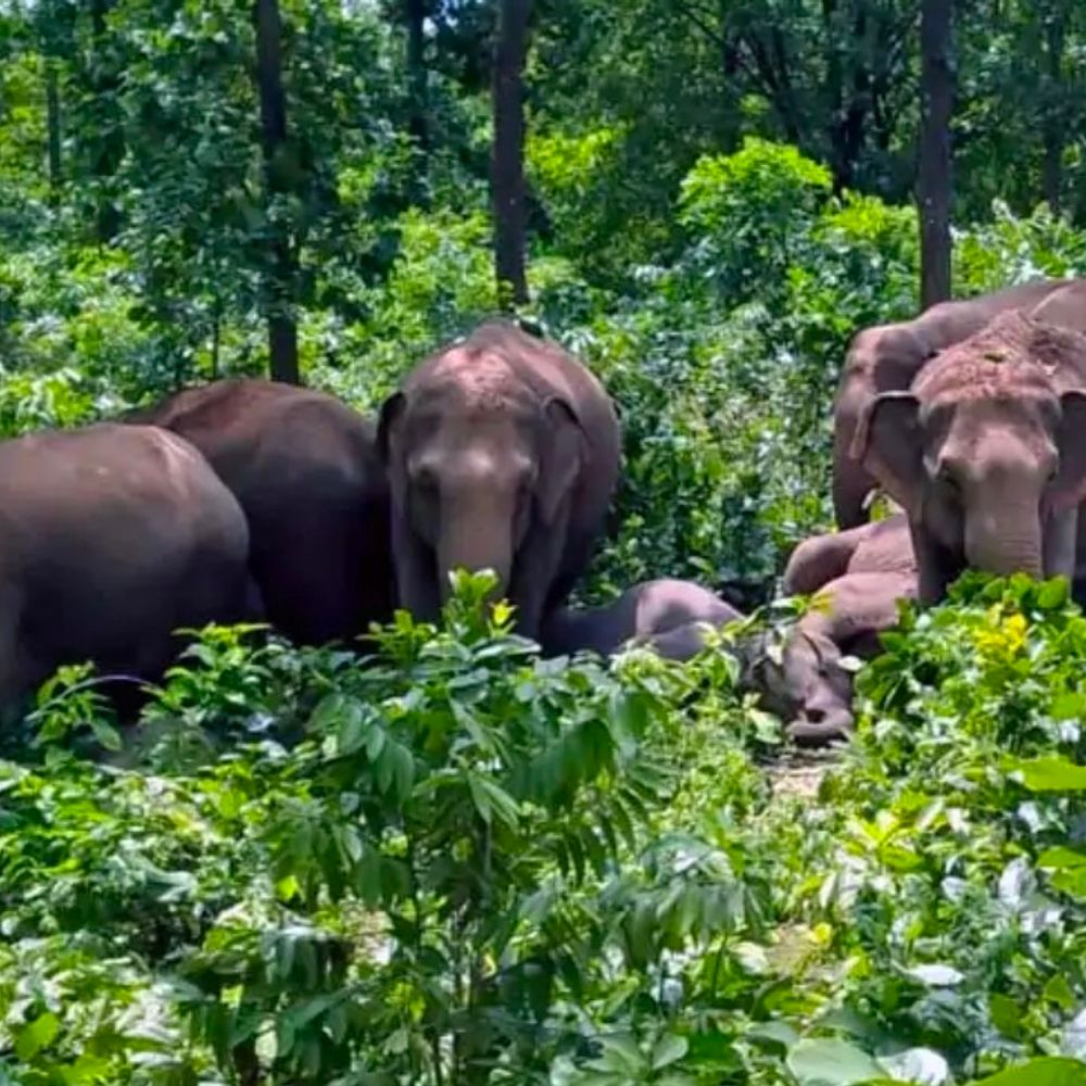नवादा में हाथियों के झुंड ने उत्पात मचाया:  कृषि विज्ञान केंद्र की दीवार तोड़ी, खेत में फसल को खतरा – Nawada News