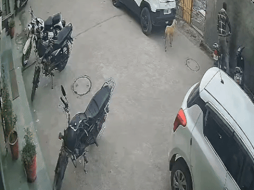 युवक बाइक चोरी कर फरार,CCTV में कैद:  सर्विस सेंटर के पास पार्क की थी,पुलिस को शिकायत,CCTV पुलिस को दी – Jalandhar News