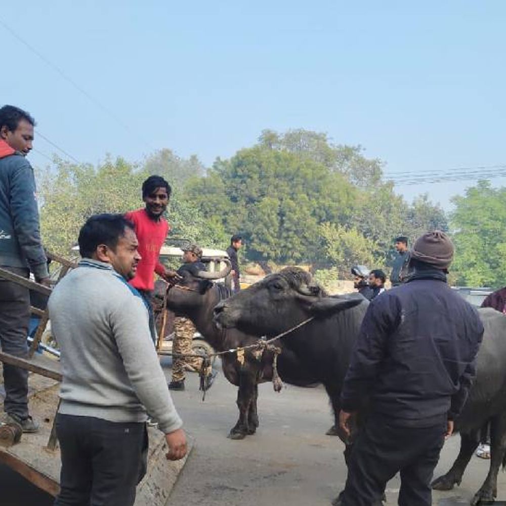 लखनऊ में 22 भैंस-3 गाय जब्त:नगर निगम ने नालियों में गोबर बहाने पर कार्रवाई की, IGRS पर शिकायत हुई थी