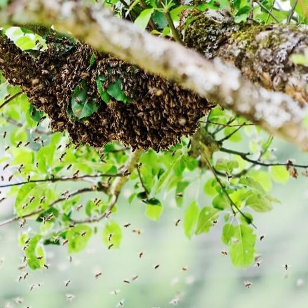 मधुमक्खियों से बचने बुजुर्ग महिला तालाब में कूदी,नहीं बची जान:मेडिकल कॉलेज हॉस्पिटल में कराई गई थी भर्ती, इलाज के दौरान मौत