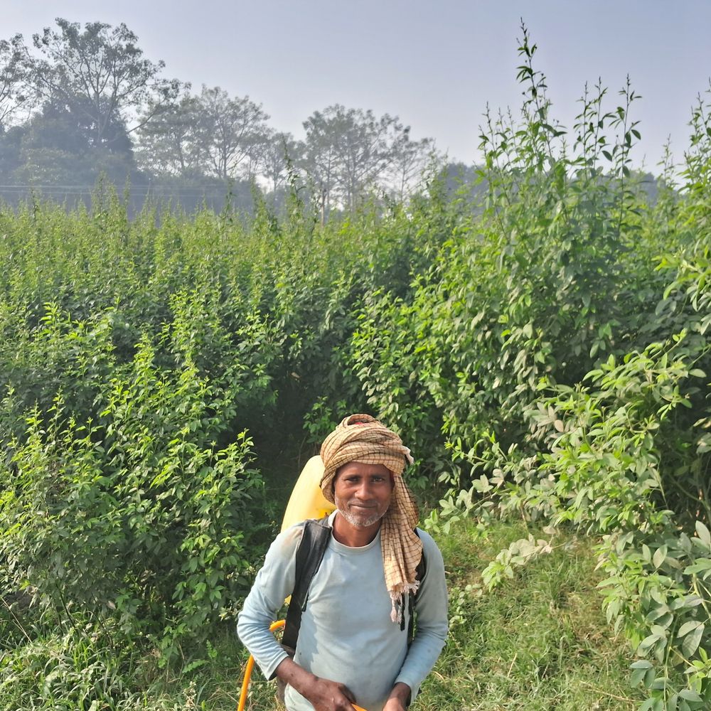 शिवहर में अरहर की फसलों से झड़ रहे फूल:  कृषि वैज्ञानिक ने दवा इस्तेमाल की दी सलाह, कहा- इससे होगा फायदा – Sheohar News