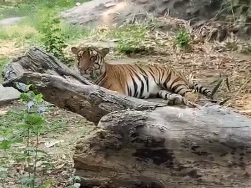 पटना जू में बढ़ेगी रौनक, रांची-दिल्ली-चेन्नई से आएंगे नए जानवर:मार्च तक दिखेंगे गौर और स्वैम्प डियर, राजगीर जू सफारी से आएगा बब्बर शेर