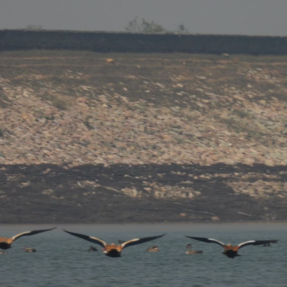 नालंदा में प्रवासी पक्षियों के निवास स्थान पर संकट:वैज्ञानिक प्रबंधन के अभाव और मानवीय गतिविधियों से खतरे में जलाशय, हजारों किमी. तय कर पहुंचे पंक्षी