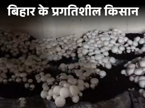 टेम्प्रेचर कंट्रोल से 30 दिनों में तैयार होता है मशरूम:रोहतास के बिक्रमगंज के प्रगतिशील किसान प्रेमचंद की कहानी, बोले-कम्पोस्ट से धान-गेहूं की खेती भी एडवांस