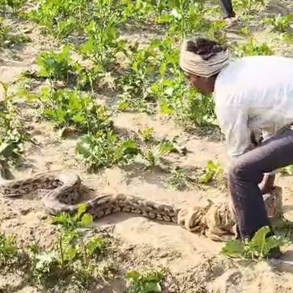 कन्नौज के दो गांवों में चार अजगर मिले:ग्रामीणों में दहशत, वन विभाग ने पकड़कर जंगल में छोड़ा