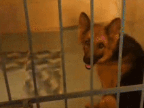 गोरखपुर में पालतू कुत्तों का हॉस्टल:AC में रखें जाते जानवर, New Year से पहले बढ़ी डिमांड