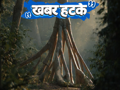 खबर हटके- धूप के लिए जंगलों में टहलता पेड़:भारत में ट्रम्प के नाम पर होगी एक सड़क; पटना में बिक रही 15 करोड़ की किताब