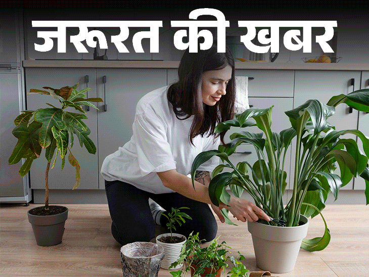 जरूरत की खबर- ये 15 पौधे हैं नेचुरल एयर प्यूरीफायर:हवा रखें साफ, बढ़ाएं ह्यूमिडिटी, जानें इंडोर प्लांट्स के 10 हेल्थ बेनिफिट्स