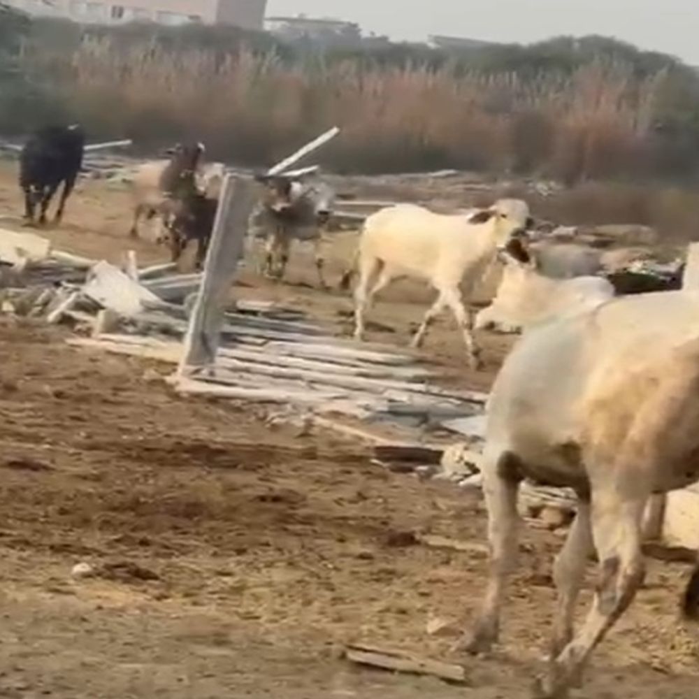 रोहतक में HSVP ने तोड़ा गोशाला का बाड़ा:समिति बोली- बिना नोटिस कार्रवाई की, 5 लाख से अधिक का हुआ नुकसान