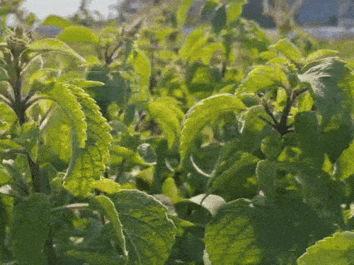 वन तुलसी के तेल में मिलेंगे लौंग जैसे गुण:खेती से किसान कमा सकेंगे लाखों रुपए, जंगली जानवर भी नहीं पहुंचाते नुकसान