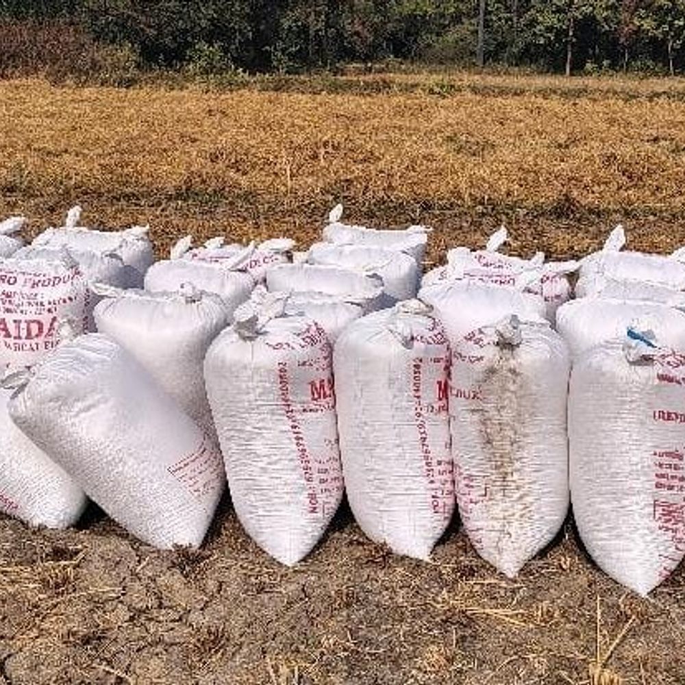 कपासी गांव में खेतों से धान चोरी:लगातार हो रही घटनाओं से किसान परेशान, शराब तस्करों पर लगाया आरोप