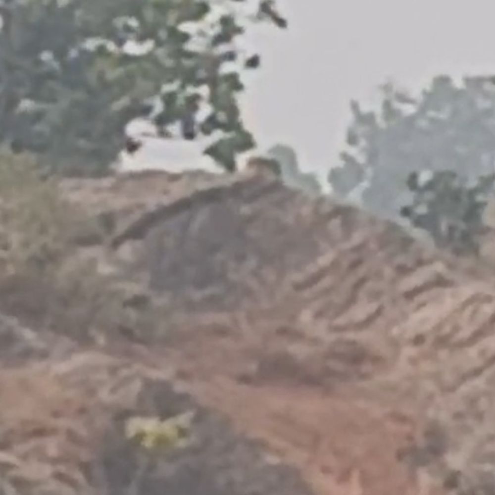 नवादा के नावाडीह में दिखा बाघ, ग्रामीणों में दहशत:वन विभाग कर रहा निगरानी, खेतों -जंगलों में काम करने वाले किसान परेशान