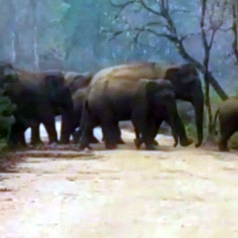 लातेहार में हाथी के हमले से युवक की मौत:  आलू के खेत में सिंचाई करते समय हुआ हादसा, वन विभाग ने दिया मुआवजा – latehar News