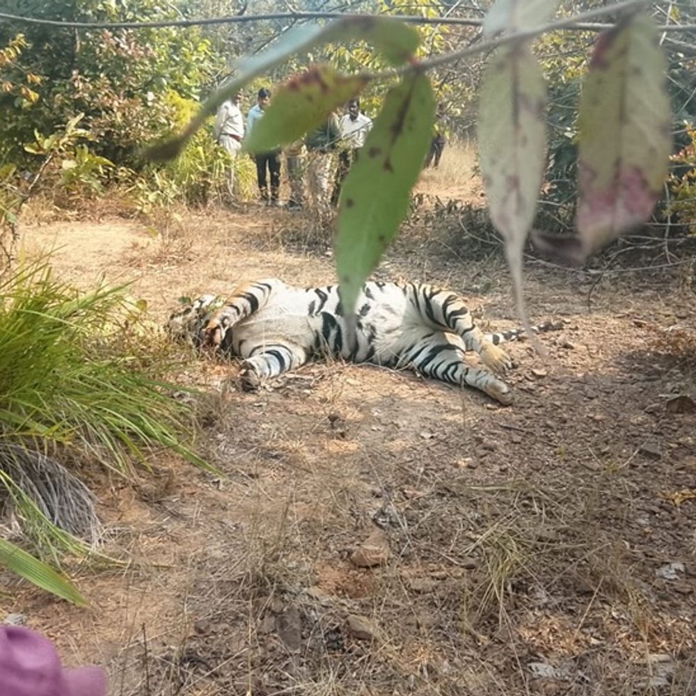 सूरजपुर में बाघ की संदिग्ध परिस्थितियों में मौत, दांत-नाखून गायब:शिकारियों के जाल में फंसने की आशंका, वनविभाग के अधिकारी मौके पर पहुंचे
