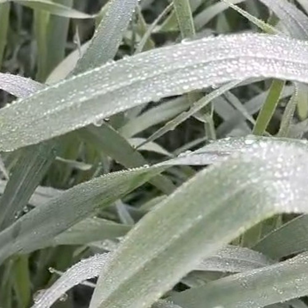 21 दिसंबर तक न्यूनतम तापमान 9 डिग्री रहने की संभावना:बेगूसराय में कुहासा के साथ चलेगी हवा; कृषि विज्ञान केंद्र ने किसानों के लिए जारी की एडवाइजरी