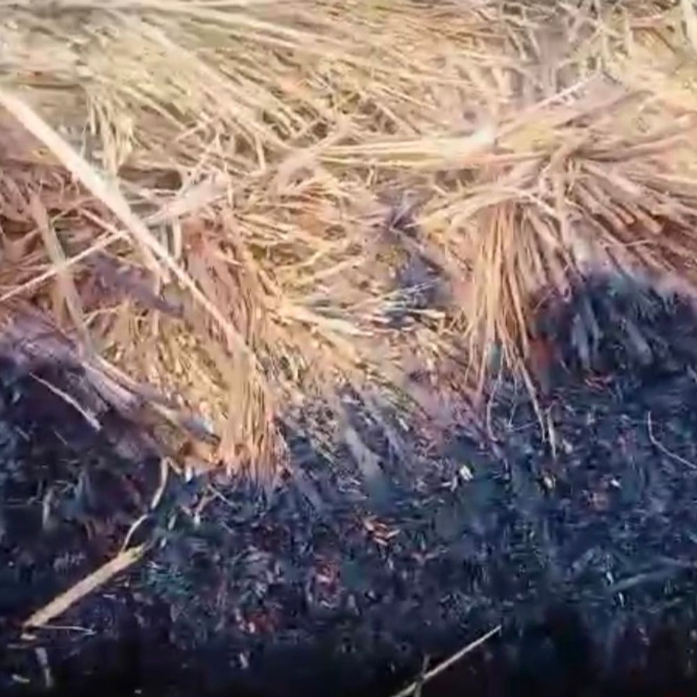 खलिहान में आग, किसान का लाखों का धान जला:शेखपुरा में आग का कारण साफ नहीं, प्रशासन से मुआवजे की मांग