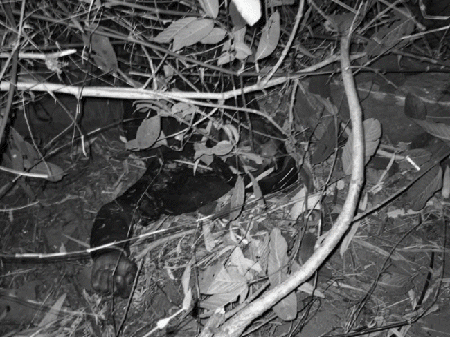 पिकअप पलटी, चार लोगों की मौत, 3 घायल:सिंगरौली के झरकटा पहाड़ पर कोहरे के चलते हादसा; यूपी से मजदूरों को छोड़ने आ रहा था वाहन