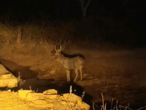 ललितपुर के मड़ावरा वन क्षेत्र में दिखा बारासिंघा:कार सवारों ने पानी पीते हुए वीडियो बनाया, बाघ-भालू भी ट्रेप कैमरों में हो चुके कैद