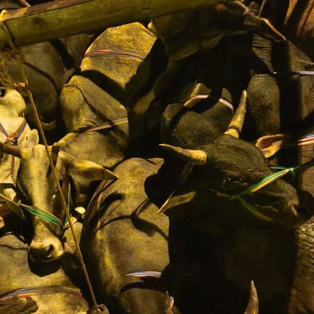 मिर्जापुर में 33 गोवंश बरामद, एक तस्कर घायल:पुलिस मुठभेड़ में दो गिरफ्तार, वध हेतु ले जाए जा रहे थे