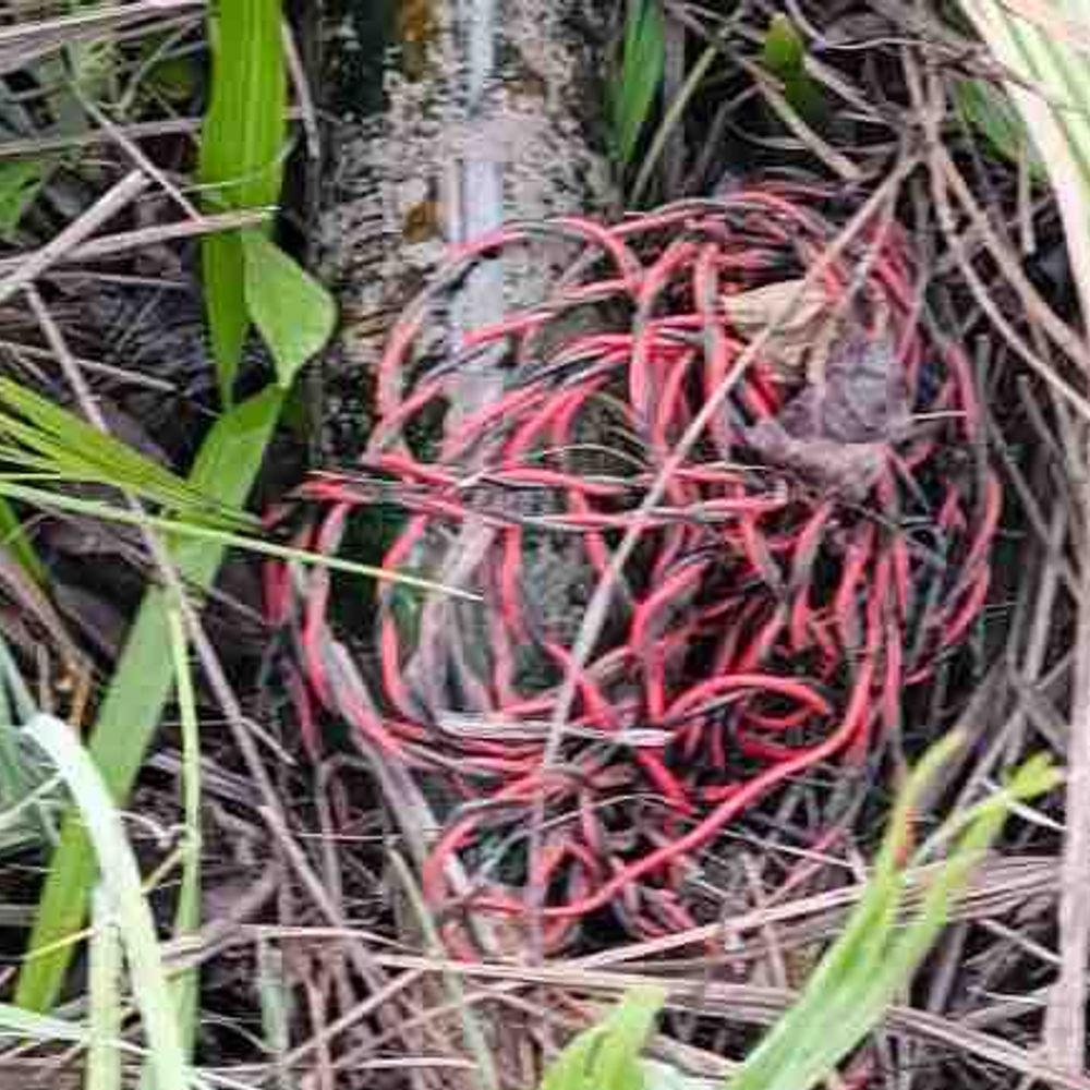 E62F3B63 A9F5 4778 BCCA F9907D67A13D 1765973232906