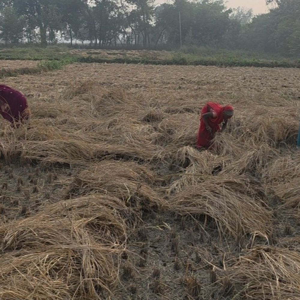 धान खरीदने में पिछड़ा औरंगाबाद जिला:1 महीने में लक्ष्य की 6.39% ही खरीद, किसान बोले- बिचौलियों के हाथ से धान बेचने को मजबूर