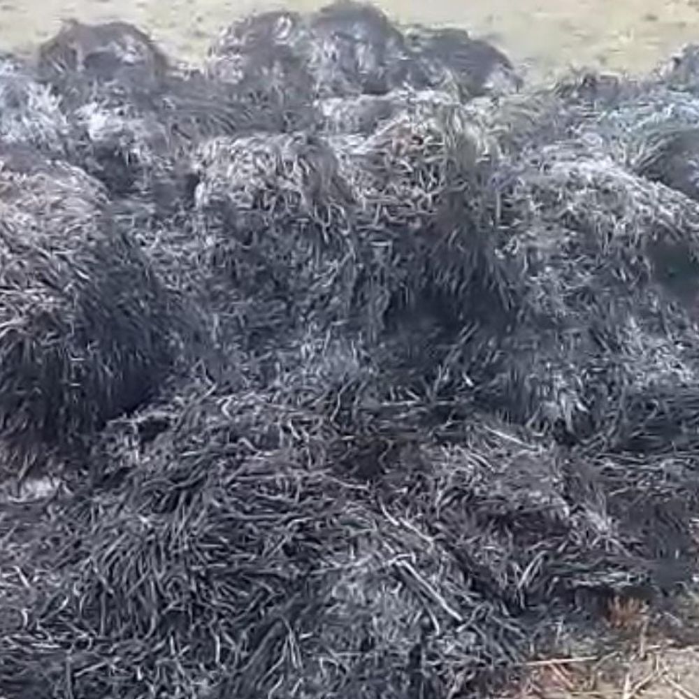 सिसवन में 200 धान के बोझों में लगी आग:2 लाख रुपए का नुकसान, पीड़ित किसान ने आरोपी के खिलाफ कार्रवाई की मांग की